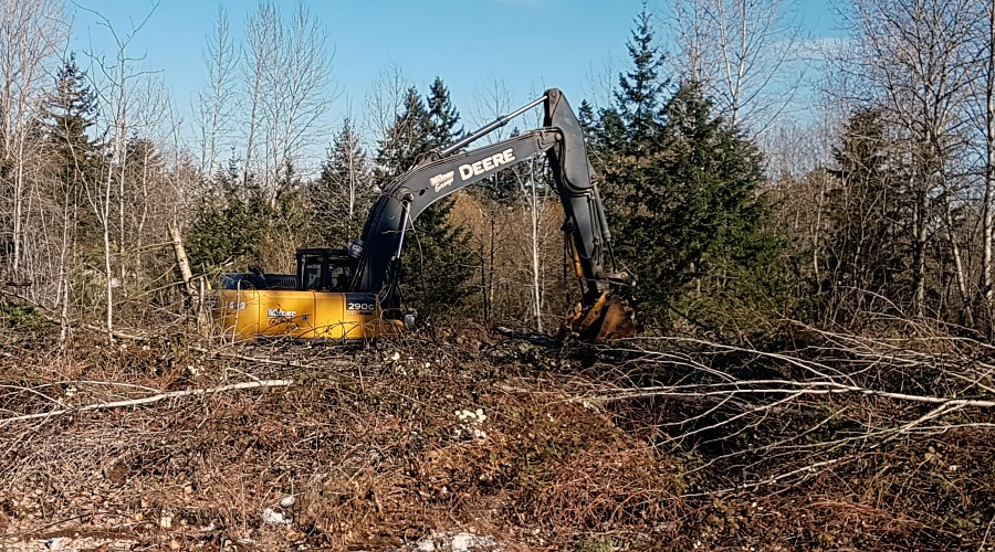Boxwood Connector Tree Clearing